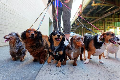 Becoming a dog walker is a terrific side hustle as you work towards your financial independence