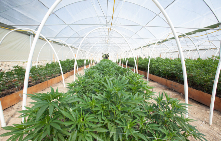 Sundial Growers stock forecast for 2022.